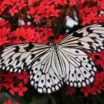 Perhonen seksiasento